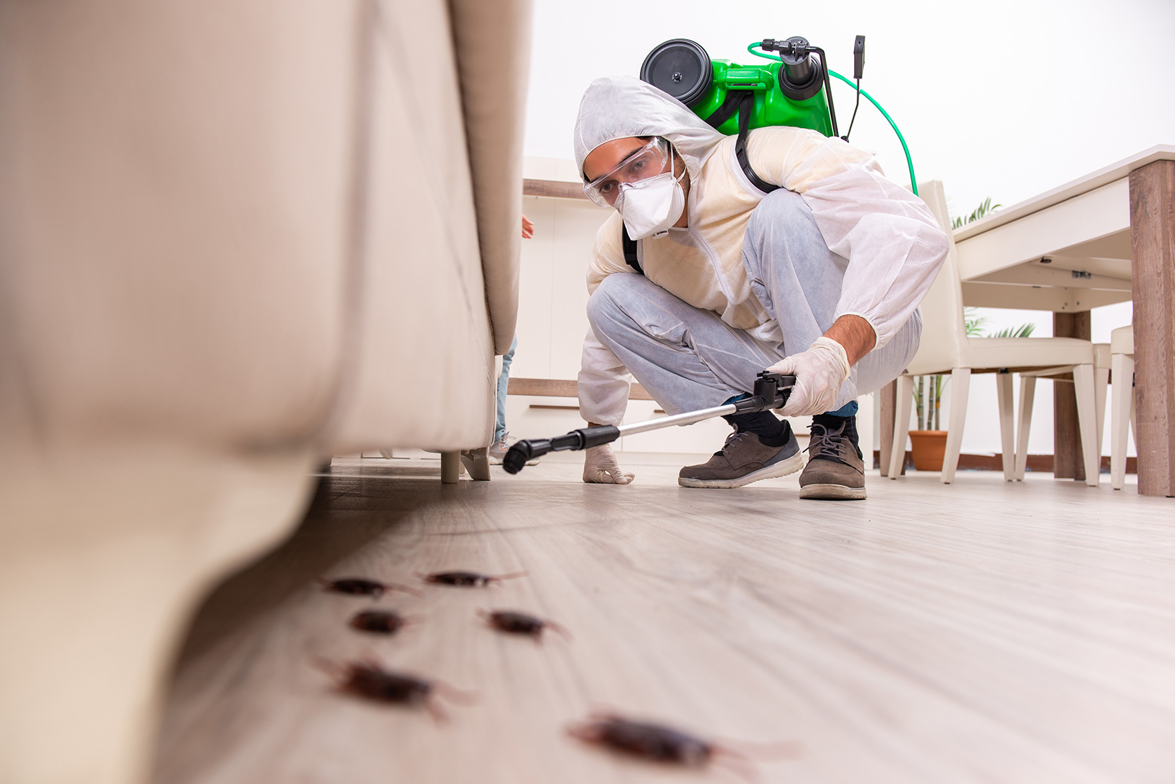 Tips For Choosing A Reputable Pest Control Service